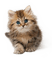 cats bp - ingyenes png animált GIF