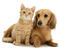 Kaz_Creations Dogs Dog Pup 🐶Cats Cat Kitten - png gratis GIF animado