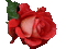 red rose rouge
