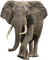 elephant alfh - PNG gratuit GIF animé