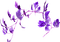 Branche.branch.Plants.purple.Victoriabea - PNG gratuit GIF animé