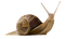 Kaz_Creations Snail - 免费PNG 动画 GIF