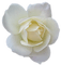 white rose - Free PNG Animated GIF