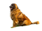 Rena Dog Leonberger Hund - png gratis GIF animasi