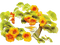 flowers fleurs blumen fiori цветы ROSALIA73 - Free PNG Animated GIF