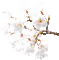 flowers blossom - Δωρεάν κινούμενο GIF κινούμενο GIF