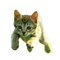 Frolicking cat - darmowe png animowany gif