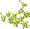 orchids green bp - Free PNG Animated GIF