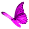 BUTTERFLY! - gratis png animerad GIF
