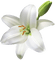 lily - ingyenes png animált GIF