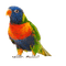 parrot - zdarma png animovaný GIF