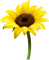 Kaz_Creations Deco Flowers Sunflower Flower