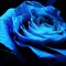Royal Blue Rose - Free animated GIF