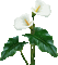 Fleur.Flower.Calla.Arum lily.Calas.-Victoriabea - GIF animé gratuit GIF animé