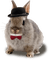 gala animals rabbit - zadarmo png animovaný GIF