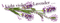 lavender Bb2 - png gratis GIF animasi