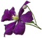 dolceluna purple flower - png grátis Gif Animado