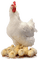 Mamma Hen and Chicks - GIF animé gratuit