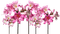 kukka fleur flower - δωρεάν png κινούμενο GIF