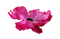 Kaz_Creations Deco Flower Pink Colours - PNG gratuit GIF animé