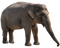 Kaz_Creations Elephant - безплатен png анимиран GIF