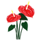 anthurium laceleaf red flowers - фрее пнг анимирани ГИФ