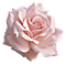 minou-pink rose-rosa ros