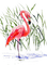 Flamingo, Wasser, Schilf - bezmaksas png animēts GIF