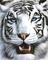 Tigre - PNG gratuit GIF animé