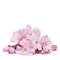 Cherry Blossom Pink - 無料png アニメーションGIF