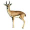 Kaz_Creations Deer - PNG gratuit GIF animé