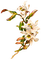 tropical flower dubravka4 - PNG gratuit GIF animé