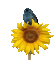 Bird.Oiseau.Sunflower.gif.Victoriabea - Darmowy animowany GIF animowany gif
