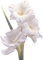 flower-white - PNG gratuit GIF animé