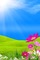 fond page fleur printemps - GIF animé gratuit