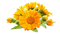 Желтые цветы - png ฟรี GIF แบบเคลื่อนไหว