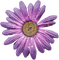 Flower Blume Button Knopf purple - png gratis GIF animado