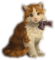 Cat - безплатен png анимиран GIF