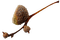 Twig of an acorn