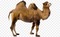 Camelo - darmowe png animowany gif