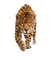 Kaz_Creations Leopard - безплатен png анимиран GIF