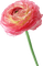 Kaz_Creations Deco Flowers Flower Colours - 無料png アニメーションGIF