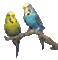 chantalmi  perruche oiseau bird jaune yellow bleu blue