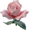 rosa - Δωρεάν κινούμενο GIF κινούμενο GIF