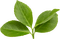 En vert - δωρεάν png κινούμενο GIF