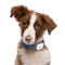 Kaz_Creations Dog Pup - png ฟรี GIF แบบเคลื่อนไหว