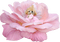 Fleur Rose Poupée:) - Free PNG Animated GIF