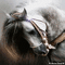 Cavallo - Gratis animerad GIF animerad GIF