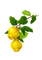 kikkapink fruit spring summer yellow apple - ücretsiz png animasyonlu GIF