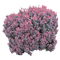 Kaz_Creations Bush Flowers - 免费PNG 动画 GIF